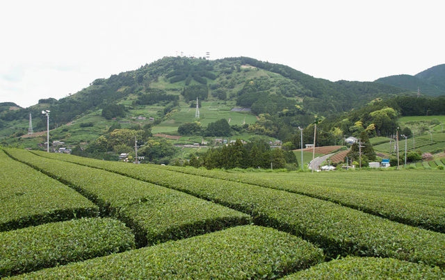 Tea